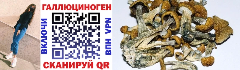 Псилоцибиновые грибы Cubensis  купить   Заводоуковск 